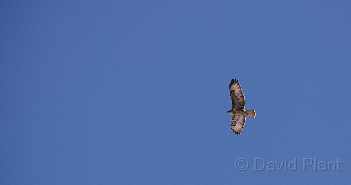 Buzzard - B.JPG - Buzzard - Gloucestershire